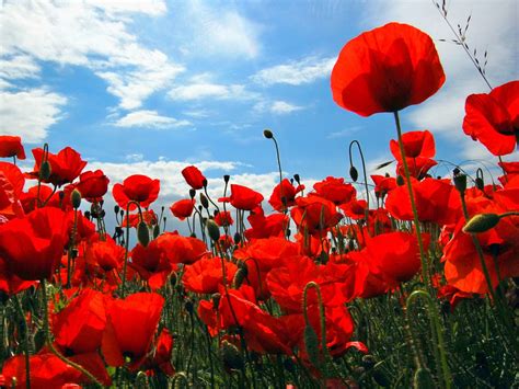 Poppy Wallpaper And Background Image 1600x1200 Id245403