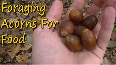 Foraging Wild Edibles Gathering Acorns For Food Youtube