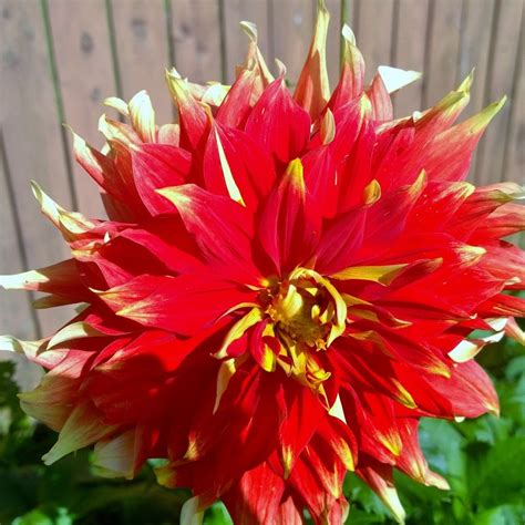 Bodacious 2014 1st Year Plants Flowers Dahlia