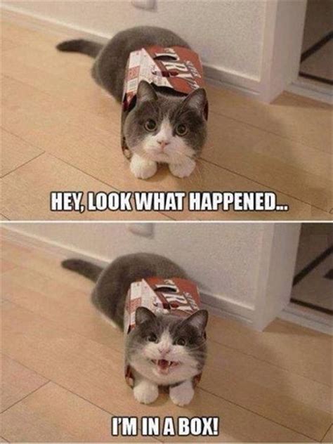 Cute Cats Come In All Different Packages Lolcats Lol