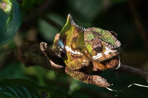Giant Madagascar Chameleon On The Tree Stock Photo Colourbox