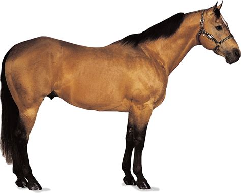 American Quarter Horse Breed Of Horse Britannica