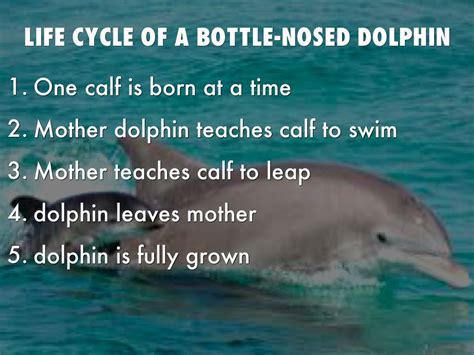 Dolphin Cycle Dolphin Life Cycle Diagram For Kids Galleryhip