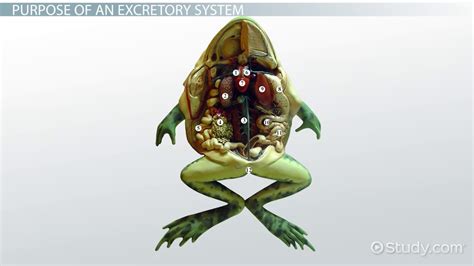 Excretion In Amphibians Process Organs And Products Lesson