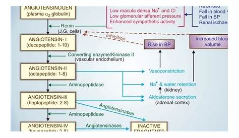 renin angiotensin system flow chart