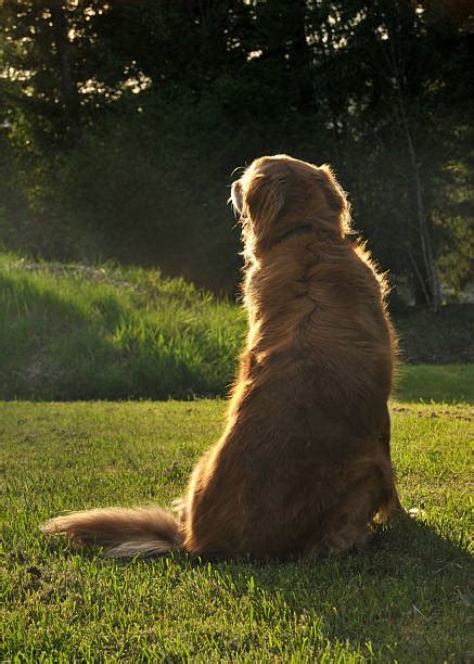 650 Golden Retriever Back To Camera Stock Photos Pictures And Royalty