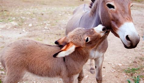 Horses And Donkeys Can Breed And Produce Sterile Offspring