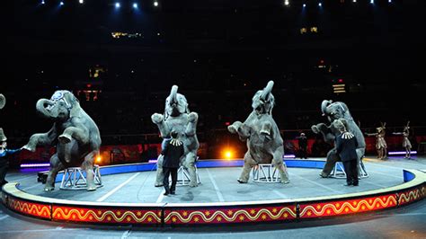 11 Facts About The History Of Circus Elephants Mental Floss
