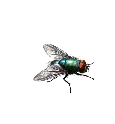 Insect Housefly Stable Fly Pest Control Green Flies Png Download