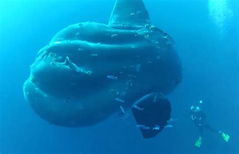 Video Divers Encounter Massive Ocean Sunfish Outdoorhub