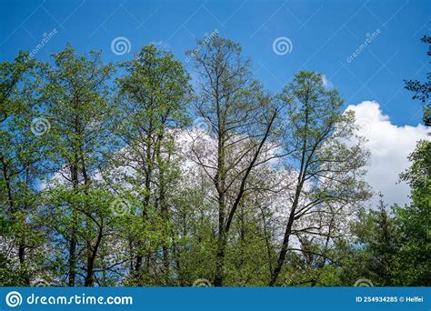 Bavarian Forest With Fascinating Clouds And Blue Sky Stock Image