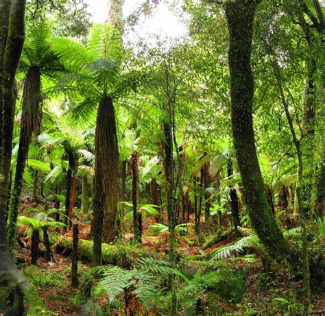 Hiking In Whirinaki Forest Park North Island New Zealand The Seeker