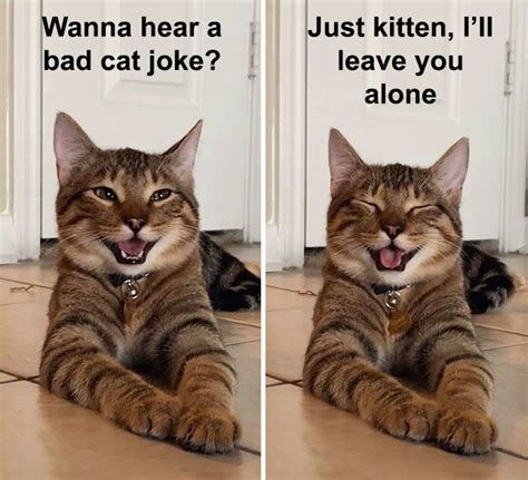 Cat Meme Joke Cat Jokes Smiling Cat Laughing Cat