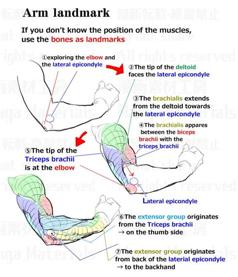 Arm Anatomy Muscle Anatomy Anatomy Poses Anatomy Study Anatomy
