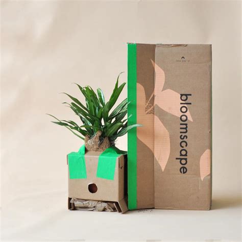 A variety of plants are available including flowering plants and potted plants for fast delivery. Holiday Gift Guide 2019: The Best Products To Create The ...