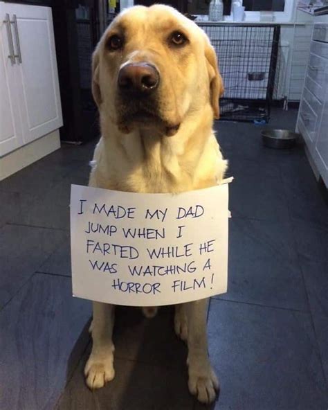 Pet Shaming Pics Dont Work But They Are Still Funny
