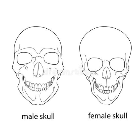 Male Female Skull Differences