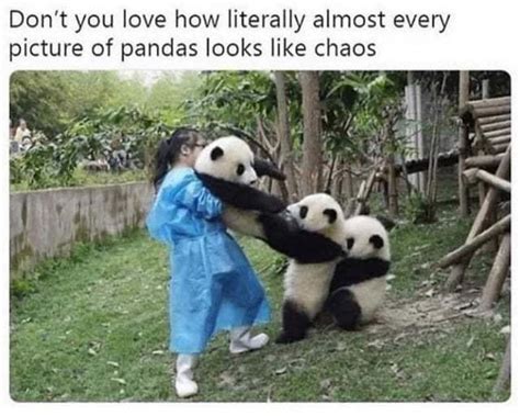 The Best Pandas Memes Memedroid