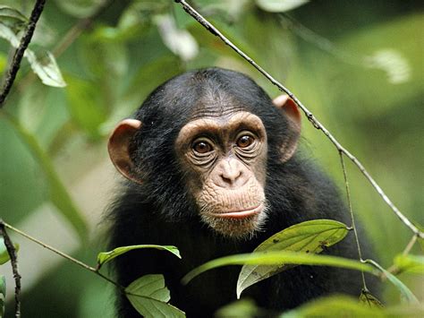 Free Photo Photography Of Chimpanzee Animal Mammal Wildlife Free