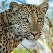 Hembra de leopardo | Animales salvajes, Animales, Animales majestuosos