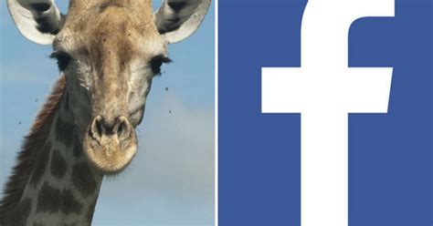 Why Are There Giraffes All Over Facebook Site Users Suffer Forfeit As