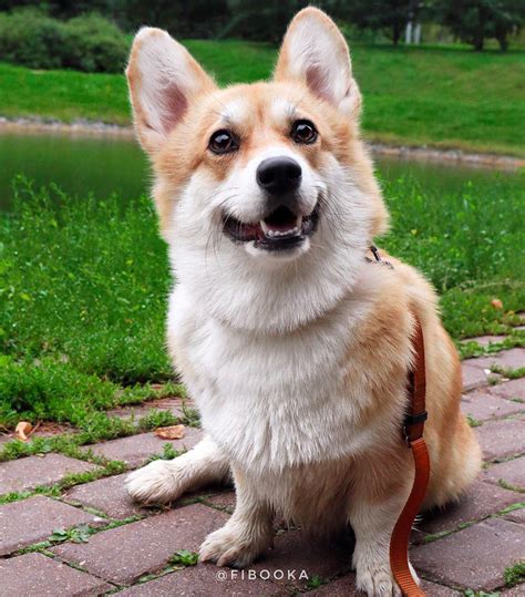 7 Interesting Facts About Corgis That You Did Not Know Page 3 Of 3