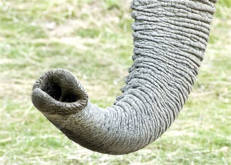 African Elephant Trunk ⬇ Stock Photo Image By © Veneratio 7129449