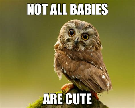 Owl Jokes Funny And Sayings Ever You Seen Saw Whet Owl Owl Owl Facts