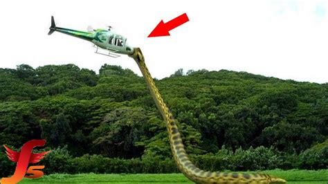Top 5 Biggest Snakes In The World Largest Snakes Ever Found Youtube