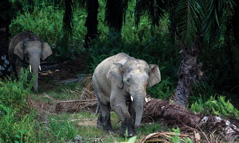 Wildlife Corridors Help Elephants Move Between Habitats In Malaysia