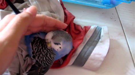 Sick Budgie With Infections Youtube
