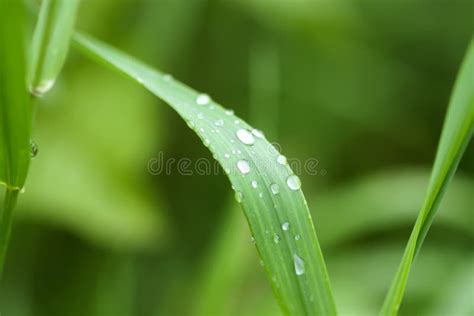 Fresh Green Grass On Summer Meadow In Water Drops After Rain Stock