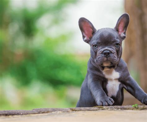 You need to assure your pet lives not only a. 9 Best (Healthiest) Dog Foods for a French Bulldog Puppy ...