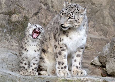 Let It Snow Leopards That Is Zooborns