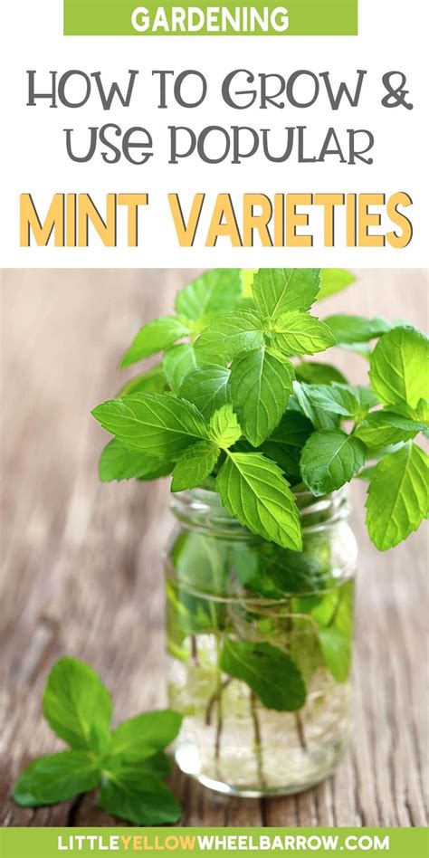There Are A Lot Of Different Types Of Mint Out There So How Do You