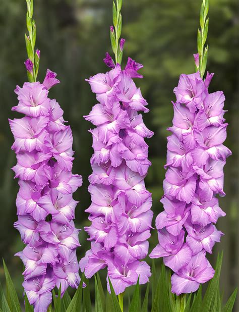 The August Birth Flower Is The Gladiolus