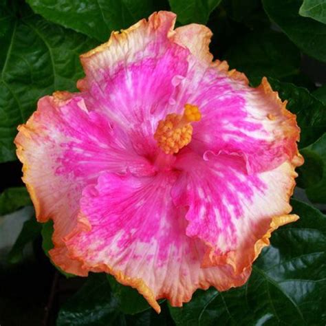 10 Dinnerplate Hibiscus Spicy Sunset Perennial Flower Seed Easy To