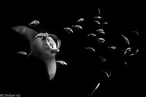 Fine Art Black And White Underwater Photography