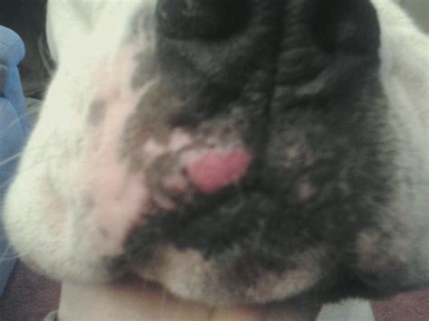 My Dog Has Had A Sore On His Upper Lip For A Few Days Now It Seems
