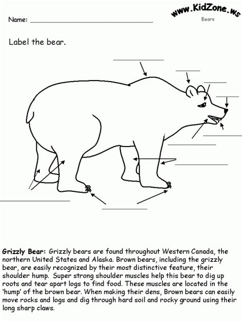 Grizzly Bear Facts Worksheets 99worksheets