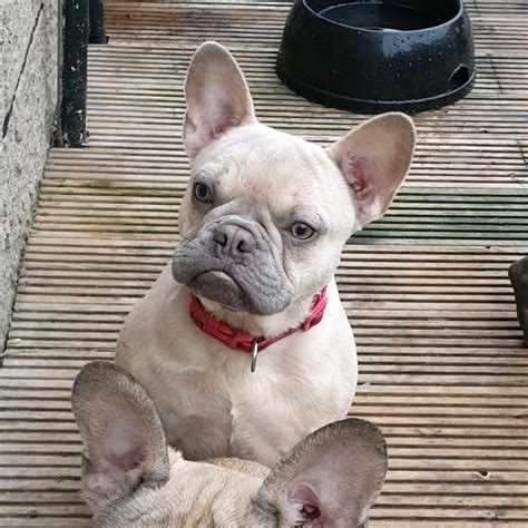 He can produce blue, black, chocolate, and lilac english bulldog puppies! KC Lilac Fawn French Bulldog Puppy | in Dundee | Gumtree
