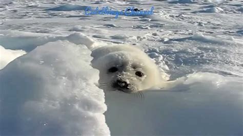 Baby Seal Pup Playing On The Snow Funny And Cute Youtube