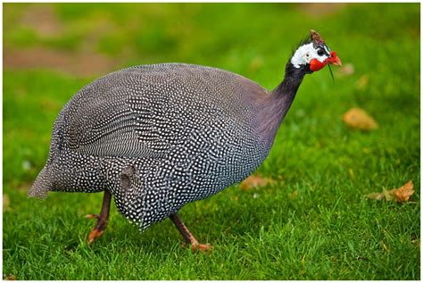 The Helmeted Guinea Fowl Of Africa Vs Of Us