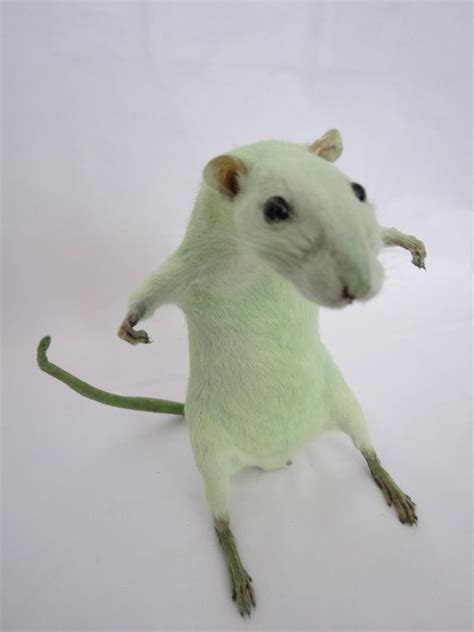 Scary Not Scary Green Rat Taxidermy Bubblegum Pastle Freestanding Dyed Large Cute Rats