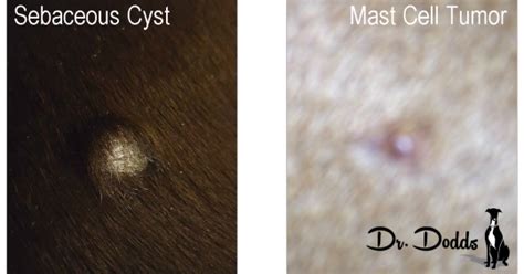 Sebaceous Cyst Dog Picture Petswall