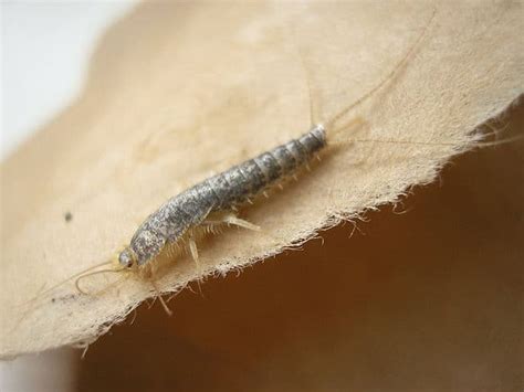 Where Do Silverfish Come From 11 Most Common Examples School Of Bugs