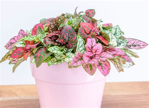 Red Polka Dot Plant Care Guide
