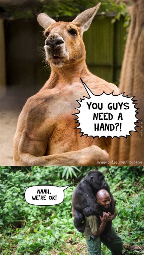 19 Funniest Kangaroo Meme That Make You Laugh Memesboy 8524 Cloud Hd