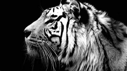 Tiger Background Wallpapers Desktop Backgrounds Pixelstalk