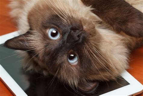 The Cheerful Balinese Cat Critter Culture